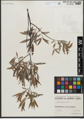 Foto von Salix gracilis Andersson